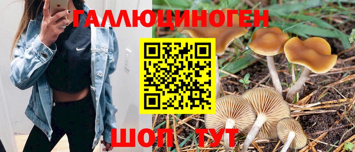 Галлюциногенные грибы GOLDEN TEACHER  сколько стоит  Вход с VPN  Дальнереченск  Псилоцибиновые грибы Psilocybine cubensis 